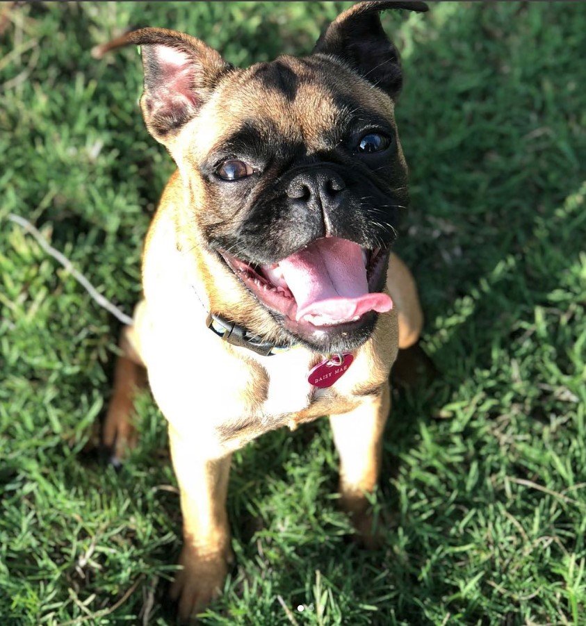 smiling Buggs sitting on the grass under the sun