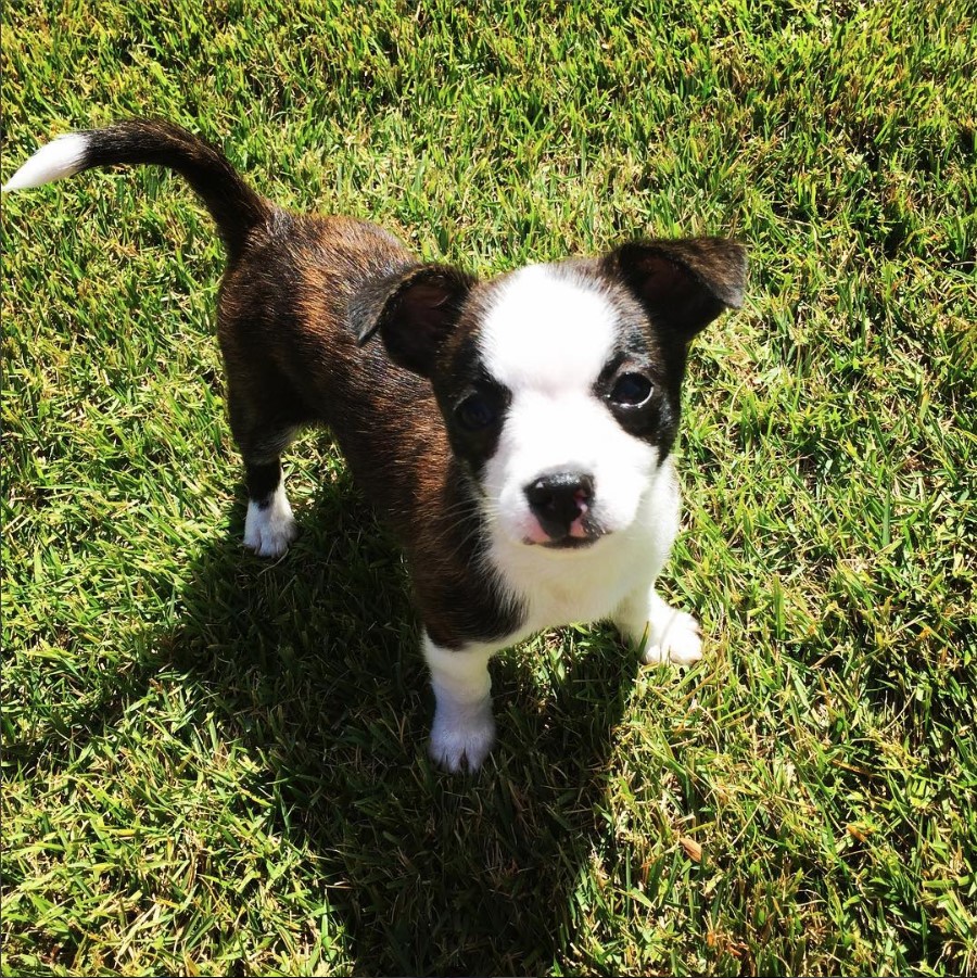 Brat puppy standing on the green grass under the sun