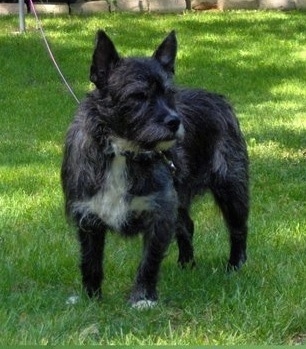 Bostie standing on the green grass while looking sideways