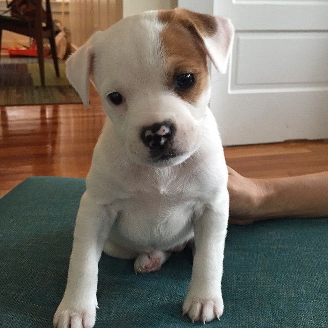 Bull Jack puppy sitting on the pillow