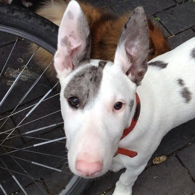 Jack Russell Terrier x Bull Terrier with white and gray staring