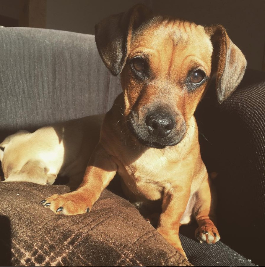 A Daug sitting on the couch with sunlight on its face