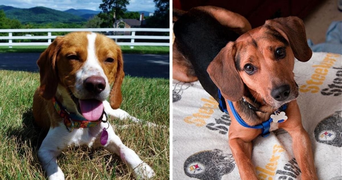 21 Beagles Mixed With Coonhound The Paws