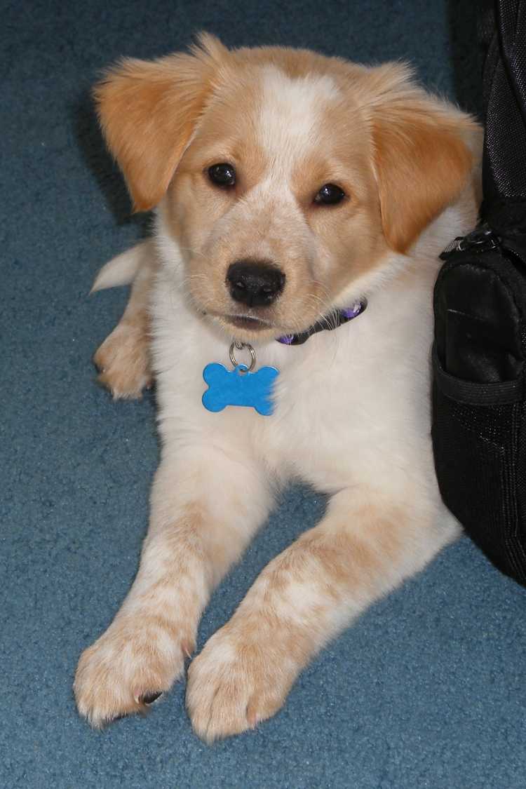 Golden Jack Retriever puppy lying on the floor