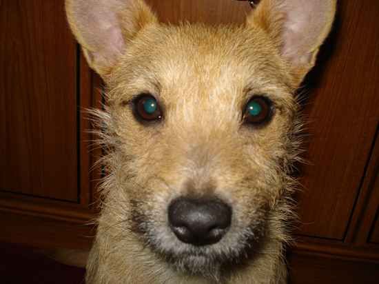  Jacairn (Jack Russell Terrier x Cairn Terrier mix) face