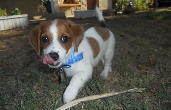 brittany jack russell mix