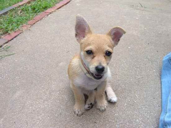 Jack-A-Ranian puppy sitting on the ground