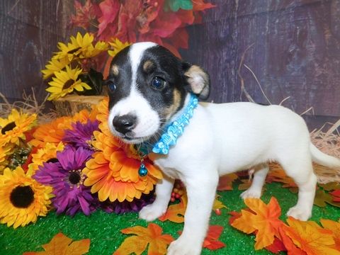 Jack-Rat Terrier puppy with flowers around