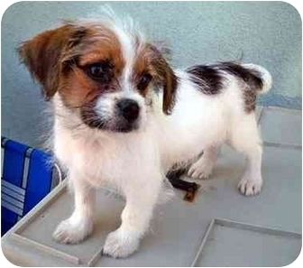  Jack Tzu puppy on the table