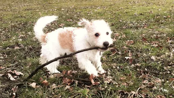 Jackie-Bichon puppy playing with a twig outdoors