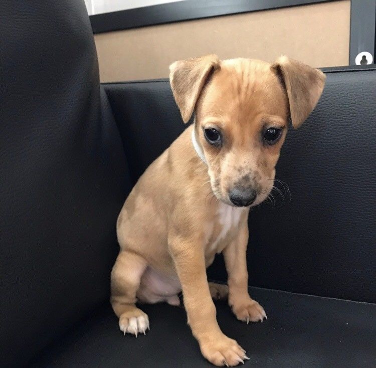 Jackshund sitting on the black couch