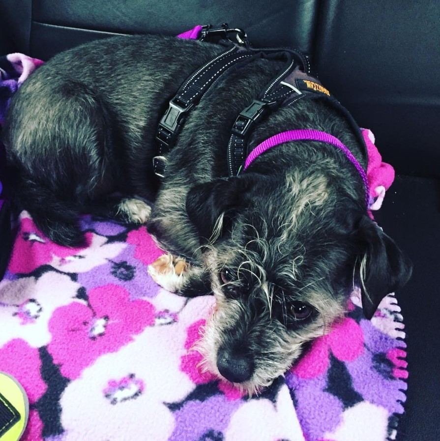 Miniboz curled up lying in the backseat