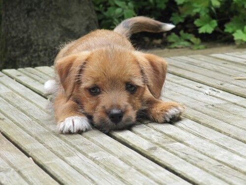  Norjack (Jack Russell Terrier x Norfolk Terrier mix) playing outdoors