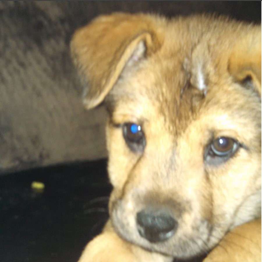 adorable face of a Patton Terrier