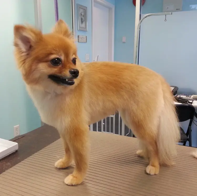 Pomeranian fox cut