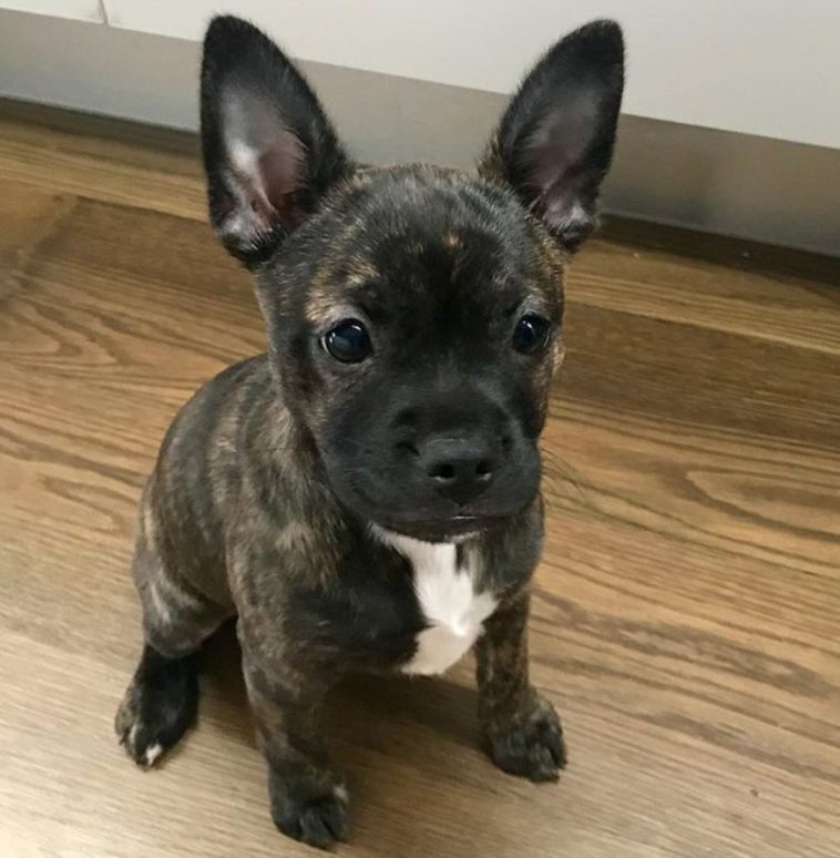 Pomston puppy sitting on the floor