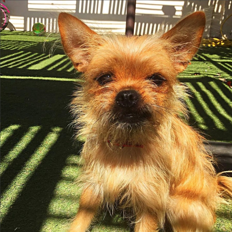 A Pugshire sitting on the artificial green grass