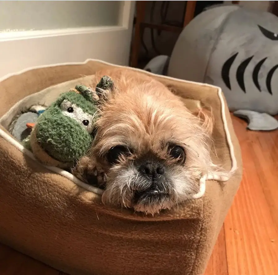 A Pugtzu lying on its bed with its stuffed toy