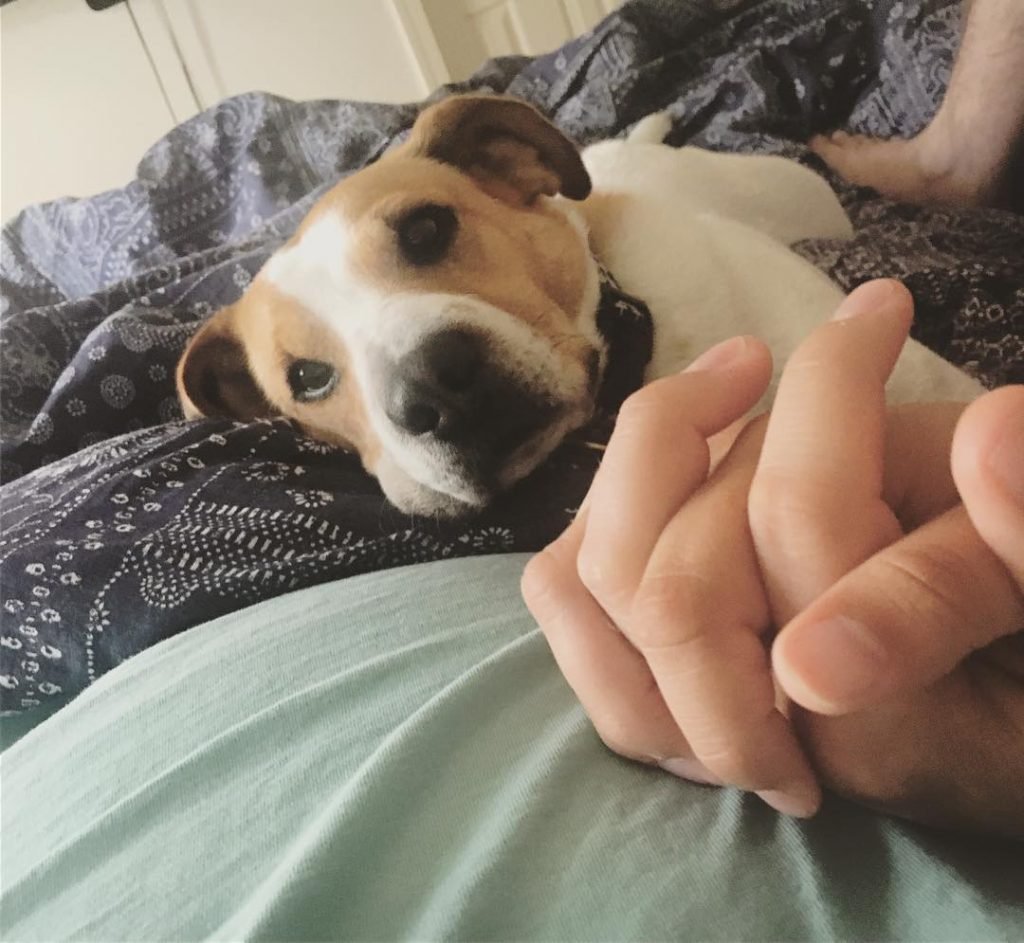 shar pei jack russell