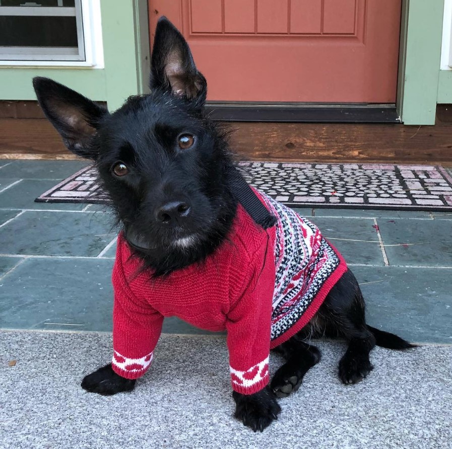 Scobo Terrier wearing a long sleeve sweater while sitting on the floor