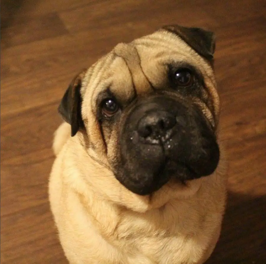 A Sharpug sitting on the floor with its begging eyes