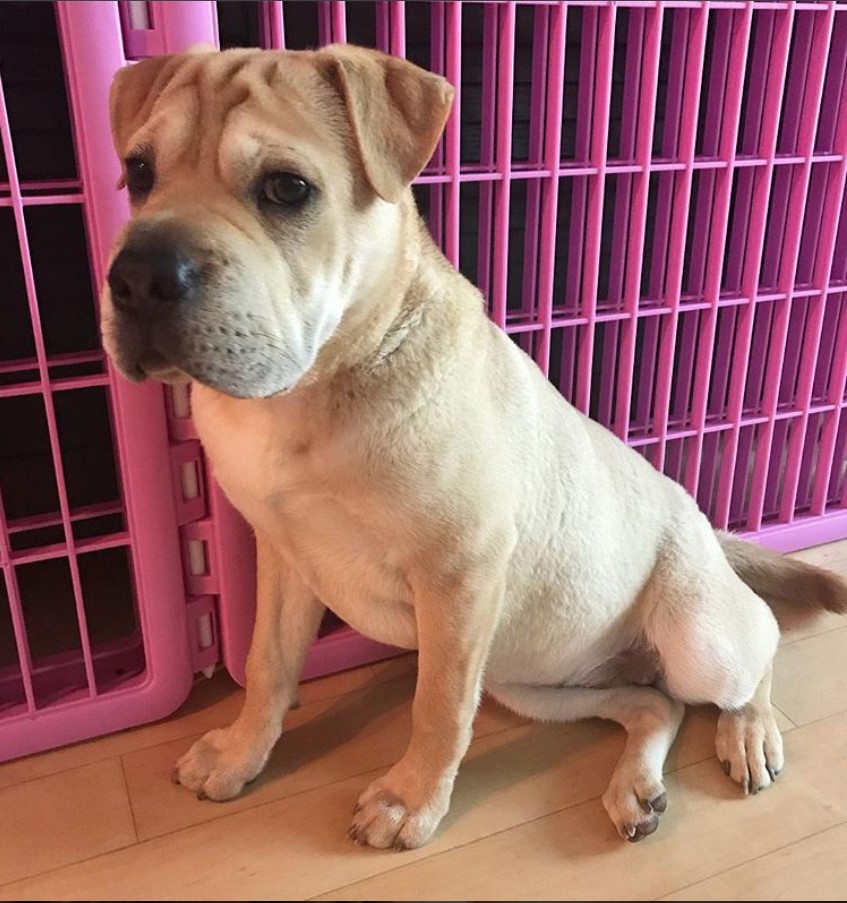 A Sharpug sitting on the floor next to her pink fence