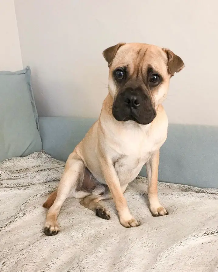 A Pugpei sitting on top of its bed with its sad face