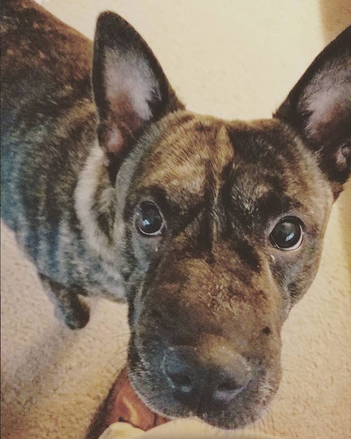 Sharbo standing on the floor while looking up with its begging face