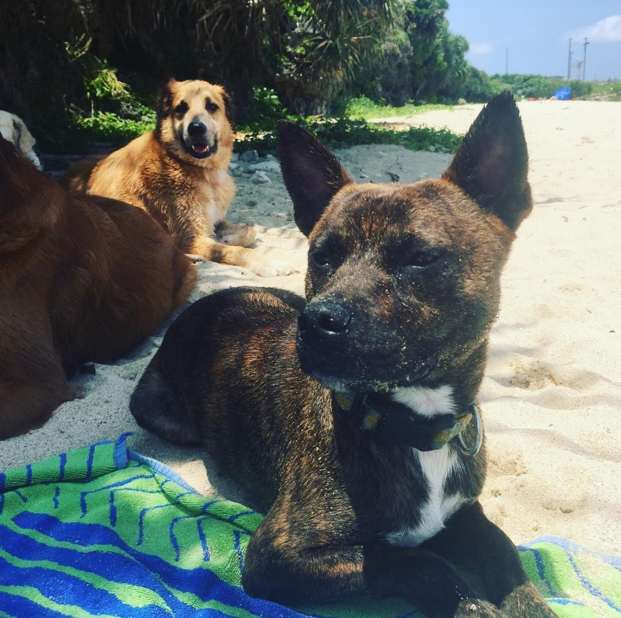 Shibos lying down on the sand