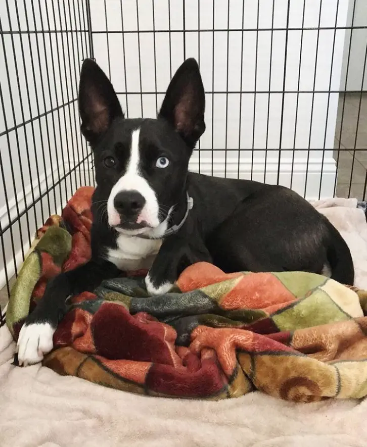 Siberian Boston lying on the bed inside its crate