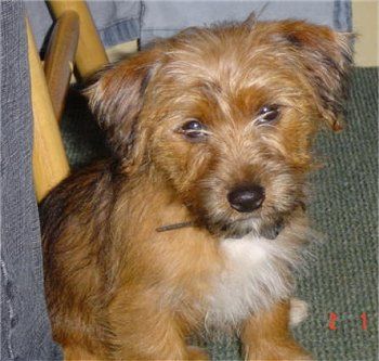 Jack Russell Terrier x Silky Terrier mix puppy sitting on the floor