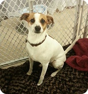 Smooth Foxy Russell (Jack Russell Terrier x Smooth Fox Terrier mix) sitting inside the dog crate