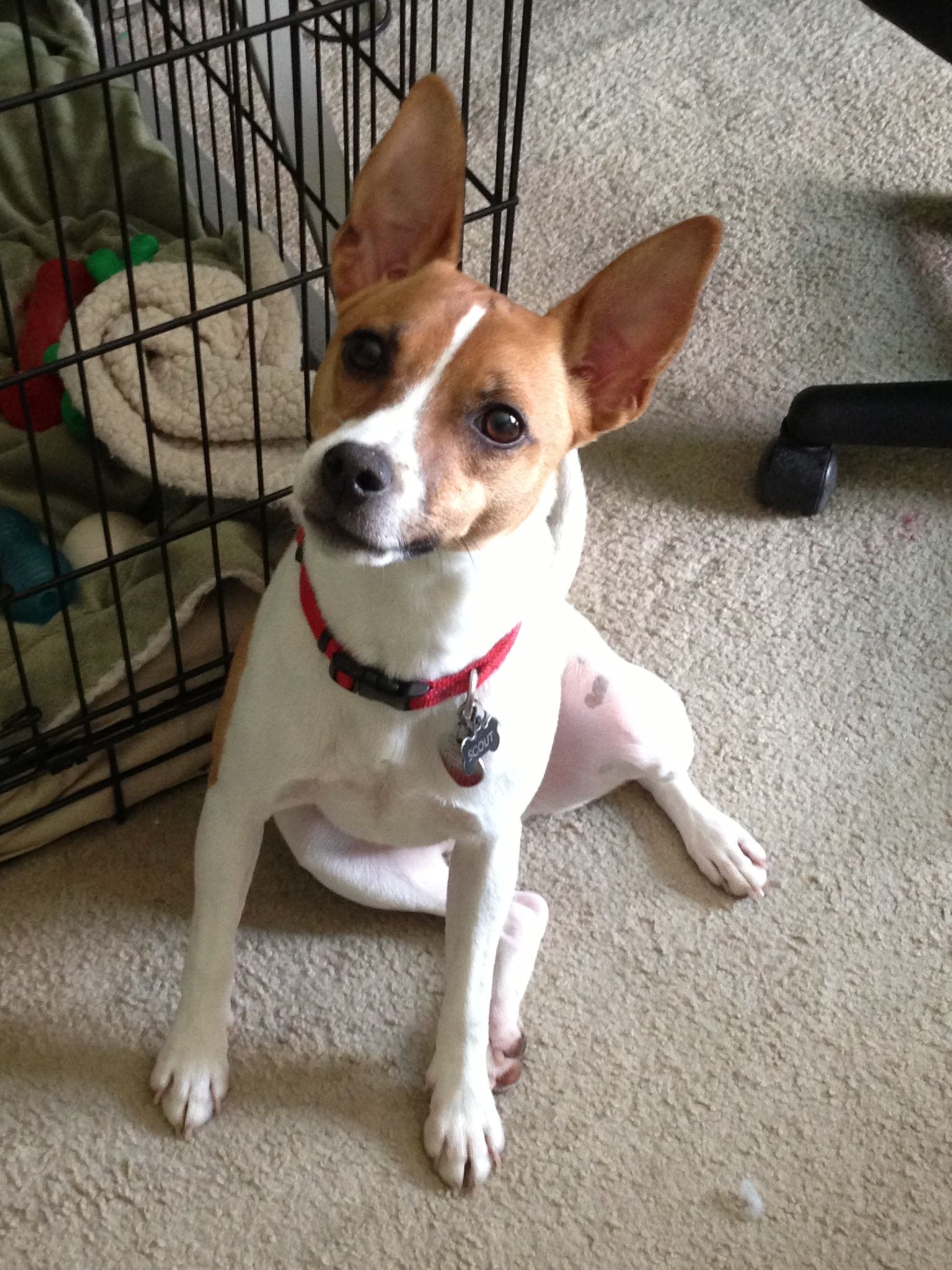  Toy Foxy Russell sitting beside its crate