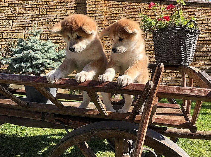 akita female names