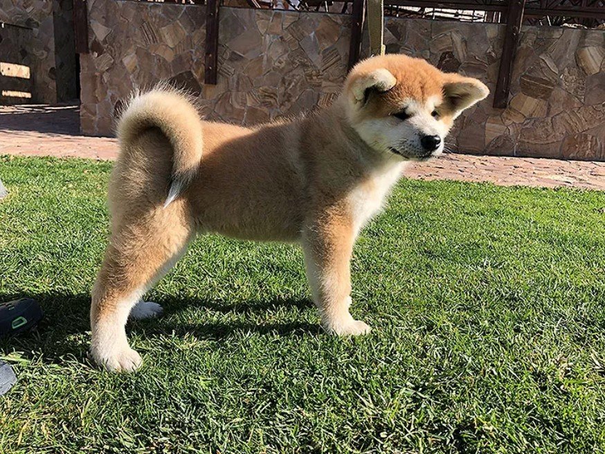 akita female names