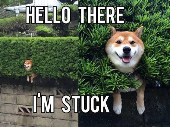 Akita Inu stuck in the wall made of green leaves photo with a text -