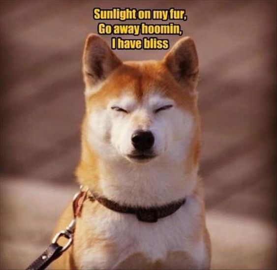 Akita Inu sitting with its eyes closed and some sunlight on the side of its body photo with a text -