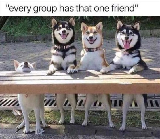three Akita Inus standing up and leaning behind the wooden bench while the fourth one is standing trying to put its face on the bench photo with a text -