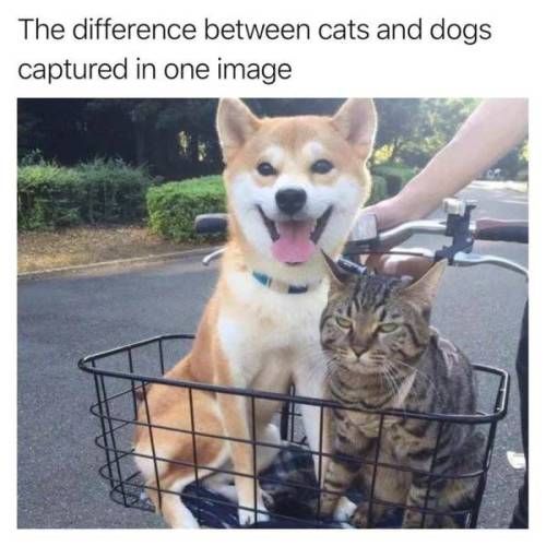 a happy Akita Inu puppy sitting next to a unamused cat inside the basket connected to the bike photo with a text 