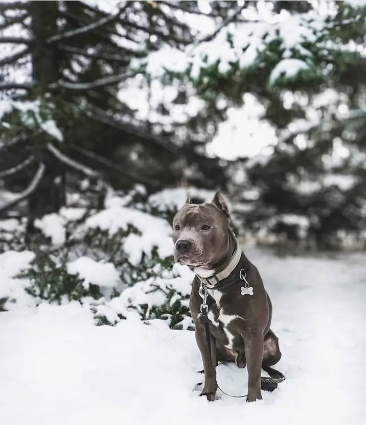 An American Pit Bull Terrier sitting in snow