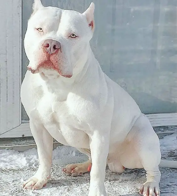A white American Pit Bull Terrier sitting in the front porch