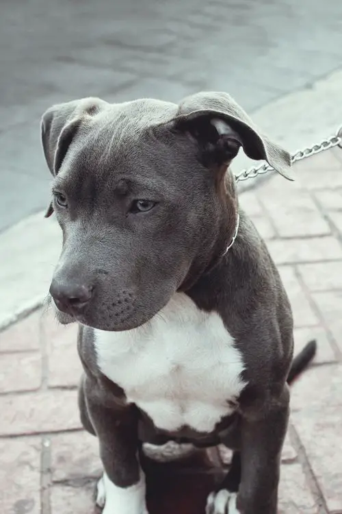 An American Pit Bull Terrier sitting on the pavement