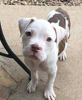 An American Pit Bull Terrier puppy standing on the floor while tilting its head