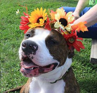 An American Pit Bull Terrier sitting on the grass while wearing a flower headpiece