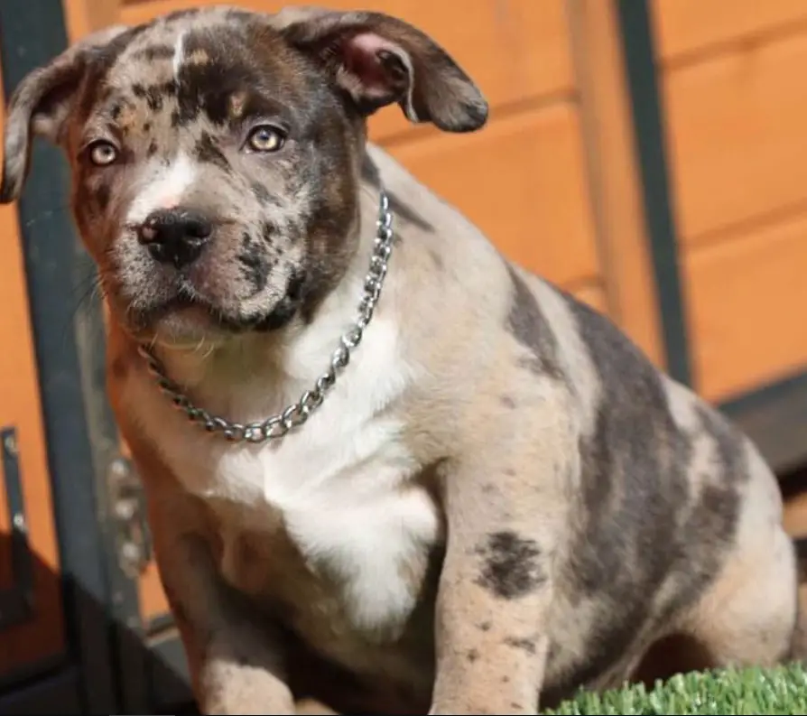 An American Pit Bull Terrier puppy sitting in the backyard