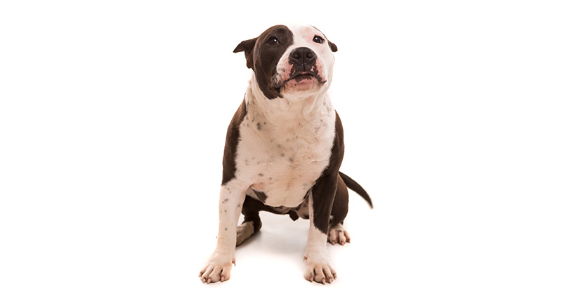 An American Pit Bull Terrier sitting on the floor while looking up