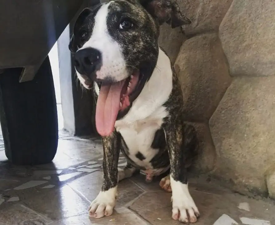 An American Pit Bull Terrier sitting on the floor with its tongue out