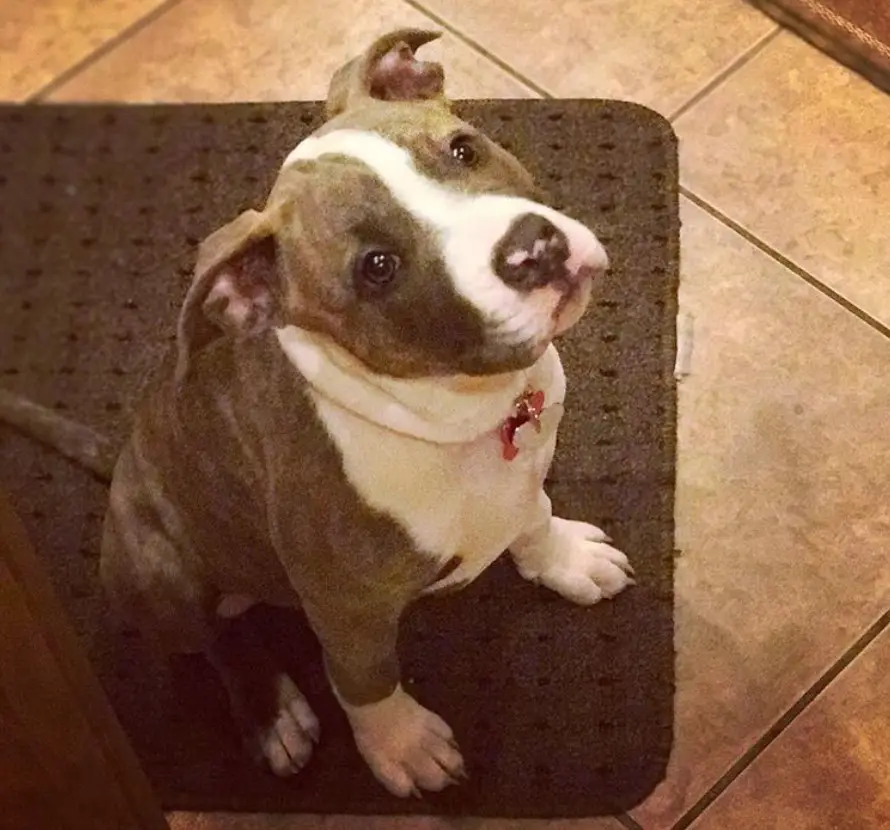 An American Pit Bull Terrier sitting on the carpet with its begging face