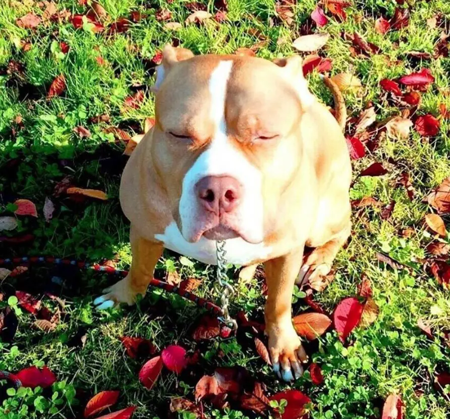 An American Pit Bull Terrier sitting on the grass with its eyes closed and under the sun