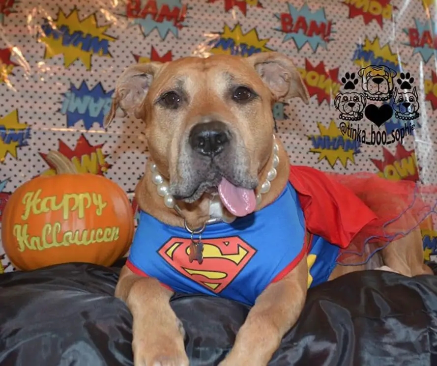An American Pit Bull Terrier wearing super girl costume while lying on the bed with its tongue out